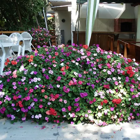 Гостьовий будинок Exotica