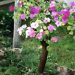 ゲストハウス Exotica 2*