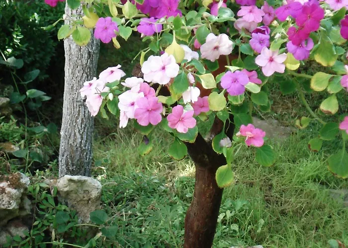 Guest house Exotica 2*